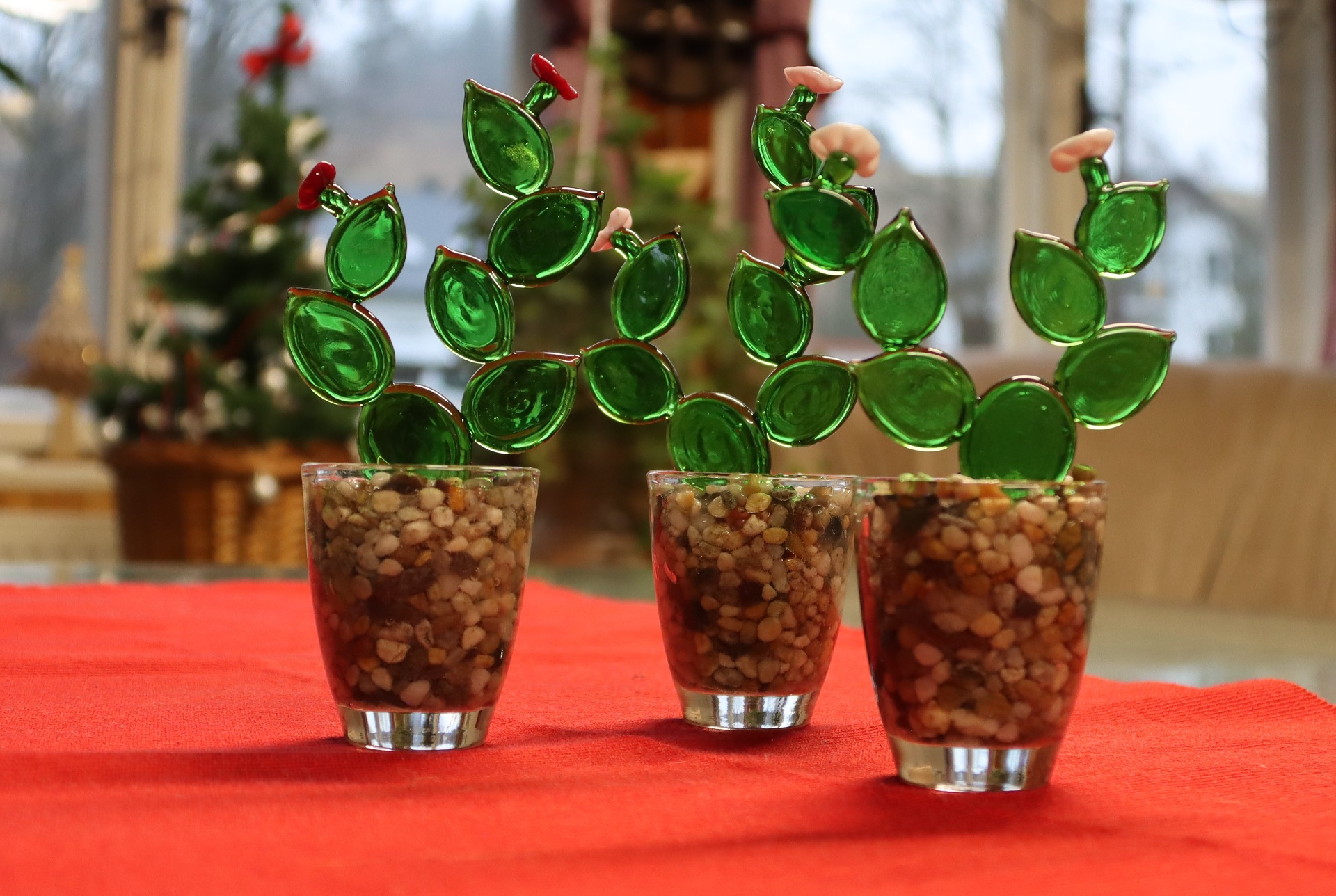 Prodej kaktusu - připravte se na Vánoce s námi